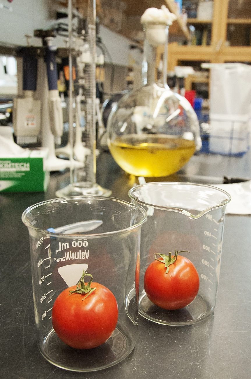 Plant sample extraction glassware on a laboratory bench, representing VeroMass's plant metabolomics focus